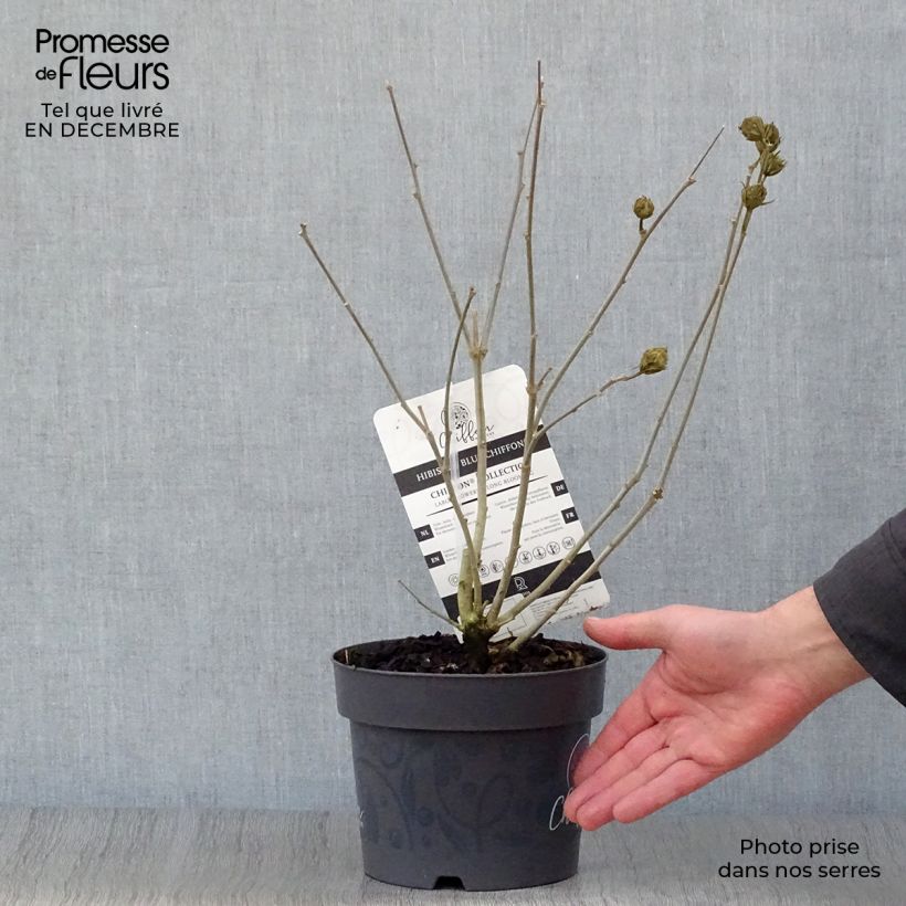 Spécimen de Hibiscus syriacus Blue Chiffon - Althea bleu double Pot de 2L/3L tel que livré en hiver