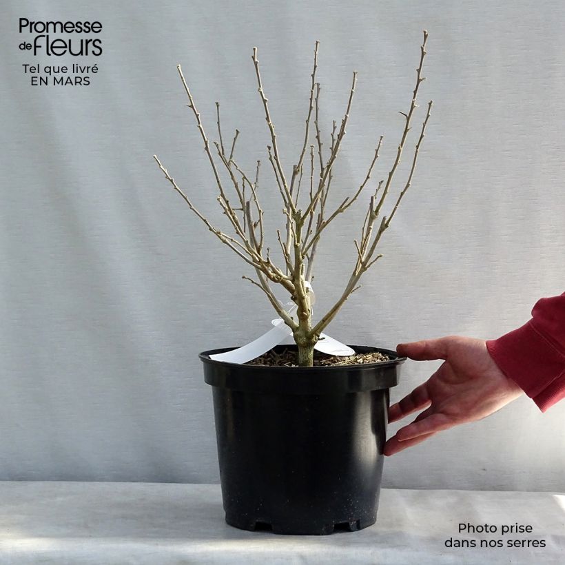 Spécimen de Hibiscus syriacus Blue Chiffon - Althea bleu double Pot de 6L/7L tel que livré en hiver