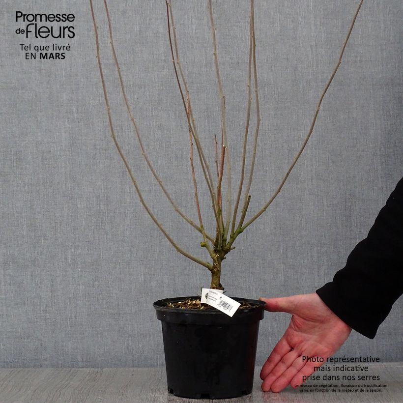 Spécimen de Hibiscus syriacus Duc de Brabant - Althéa double rouge Pot de 3L/4L tel que livré en hiver