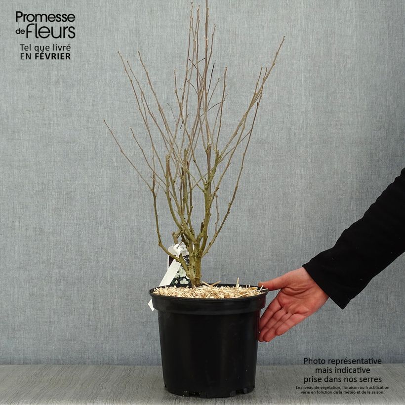 Spécimen de Hibiscus syriacus Eléonore - Althéa simple, blanc pur Pot de 7,5L/10L tel que livré en hiver