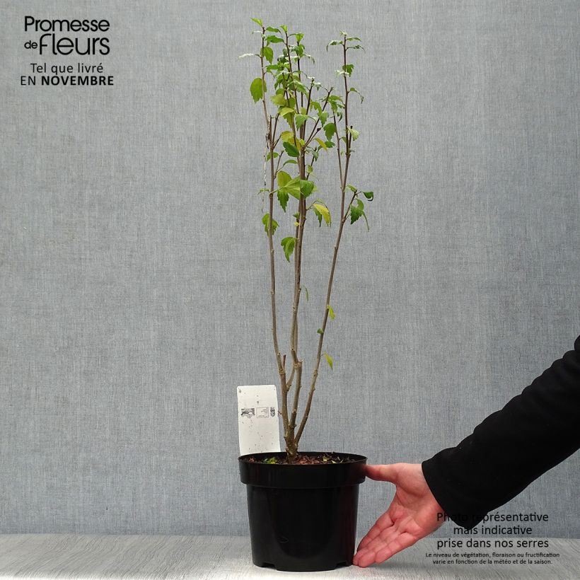 Spécimen de Hibiscus syriacus Freedom - Althéa Pot de 3L/4L tel que livré en automne