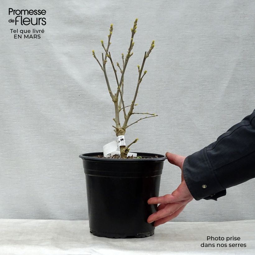 Spécimen de Hibiscus syriacus French Point - Althéa à fleurs doubles Pot de 4L/5L tel que livré en hiver