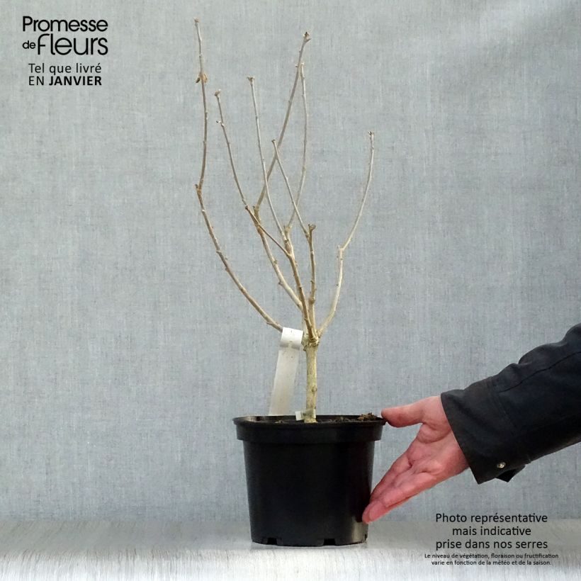 Spécimen de Hibiscus syriacus Hamabo - Althéa ou mauve en arbre Pot de 3L/4L tel que livré en hiver