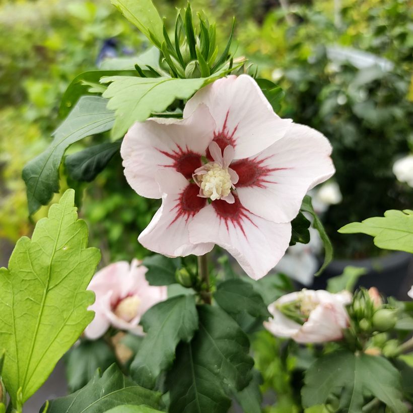 Hibiscus syriacus Hamabo - Althéa ou mauve en arbre (Floraison)