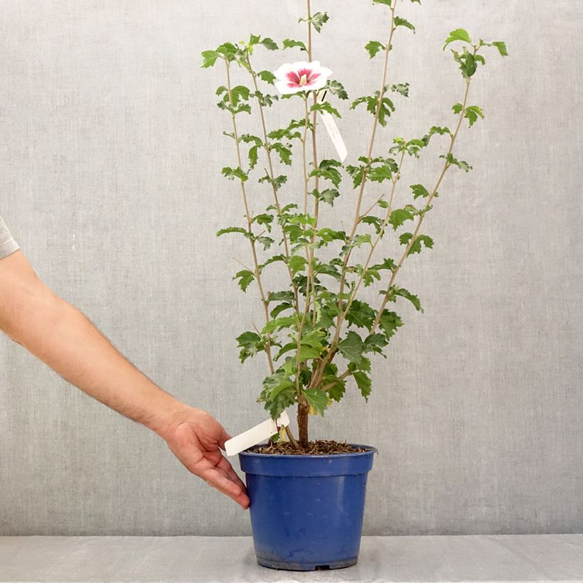 Spécimen de Hibiscus syriacus Hibisa Blanco - Althéa Pot de 3L/4L tel que livré en été