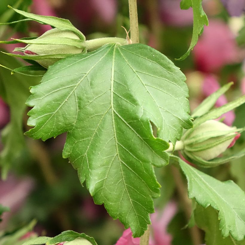 Hibiscus syriacus Hibisa Rosada - Althéa (Feuillage)