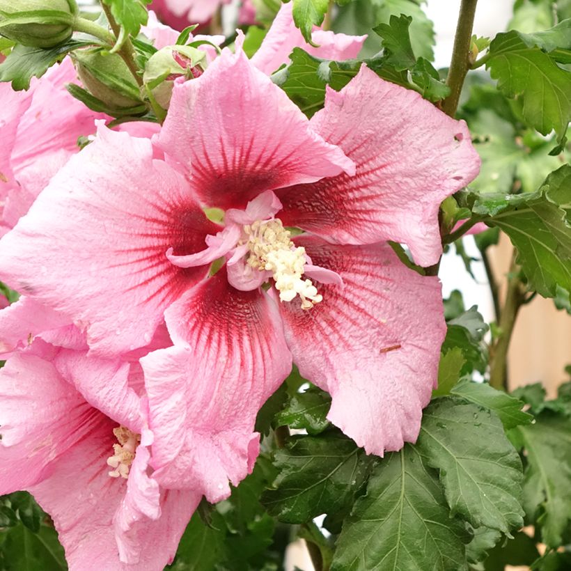 Hibiscus syriacus Hibisa Rosada - Althéa (Floraison)