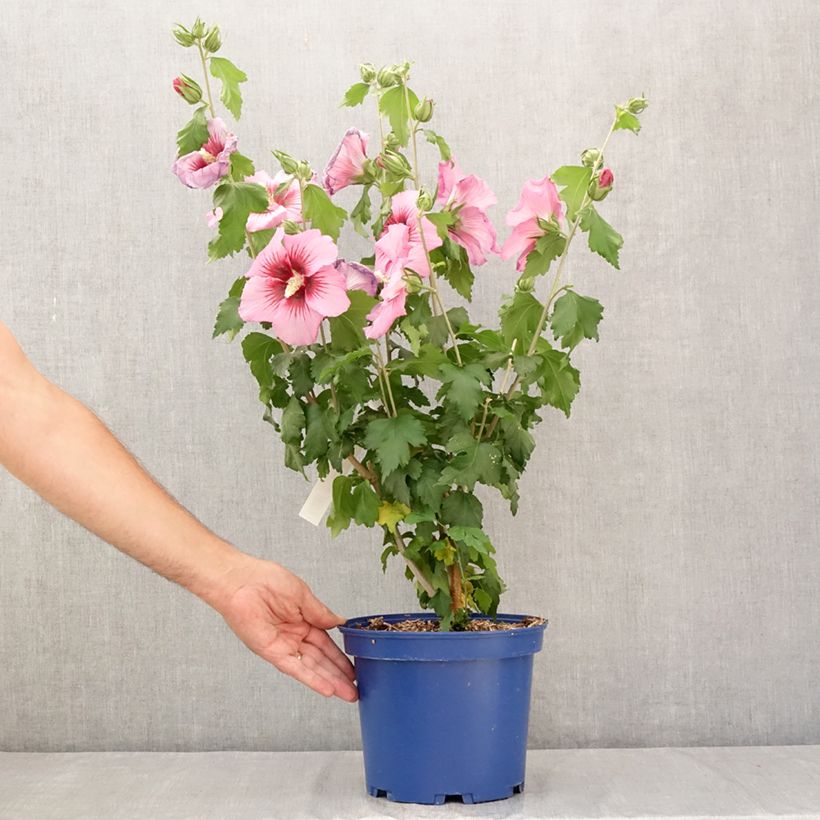 Spécimen de Hibiscus syriacus Hibisa Rosada - Althéa Pot de 3L/4L tel que livré en été