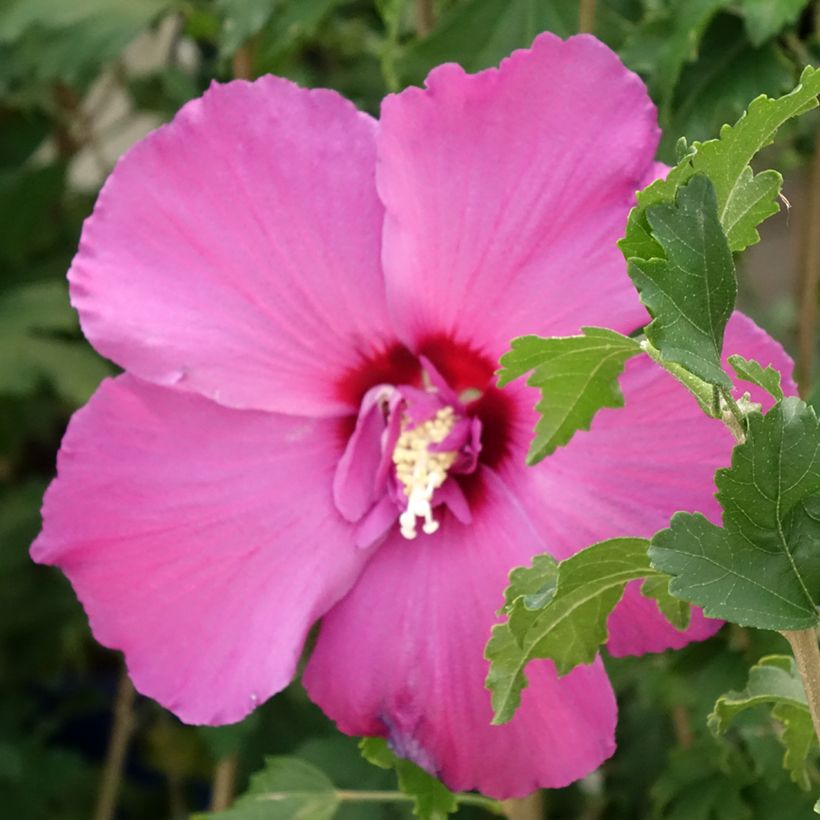 Hibiscus syriacus Hibisa Sangria - Althéa (Floraison)
