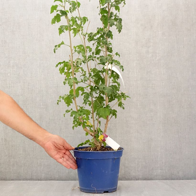 Spécimen de Hibiscus syriacus Hibisa Sangria - Althéa Pot de 3L/4L tel que livré en été