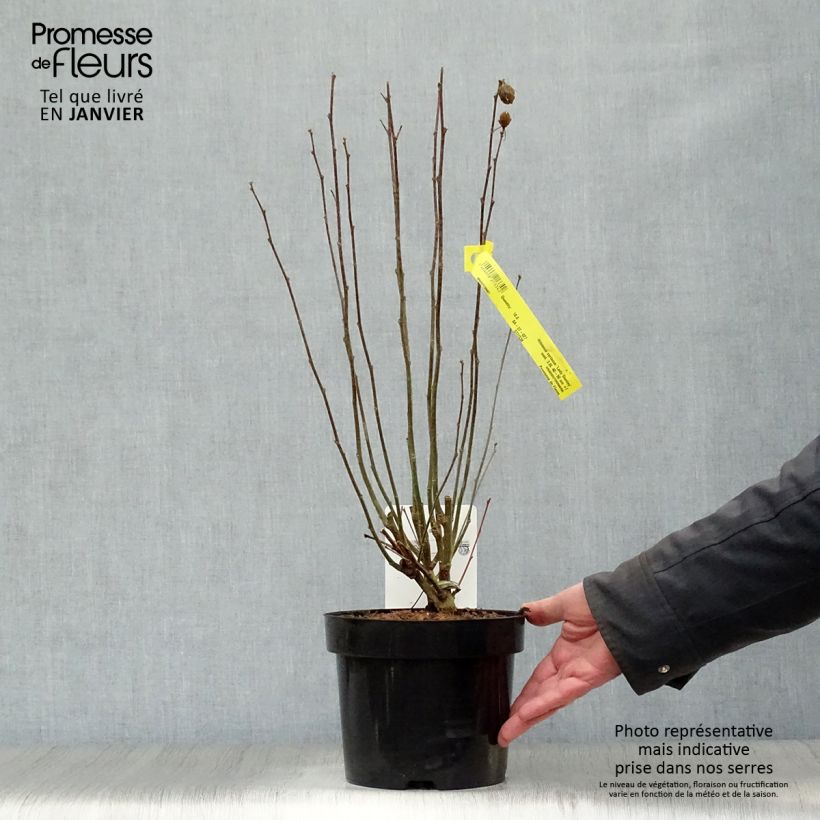 Spécimen de Hibiscus syriacus Lady Stanley - Althéa semi-double bicolore Pot de 3L/4L tel que livré en hiver