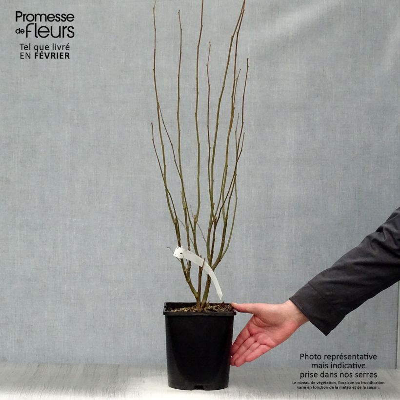 Spécimen de Hibiscus syriacus Lavender Chiffon - Althéa rose Pot de 3L/4L tel que livré en hiver