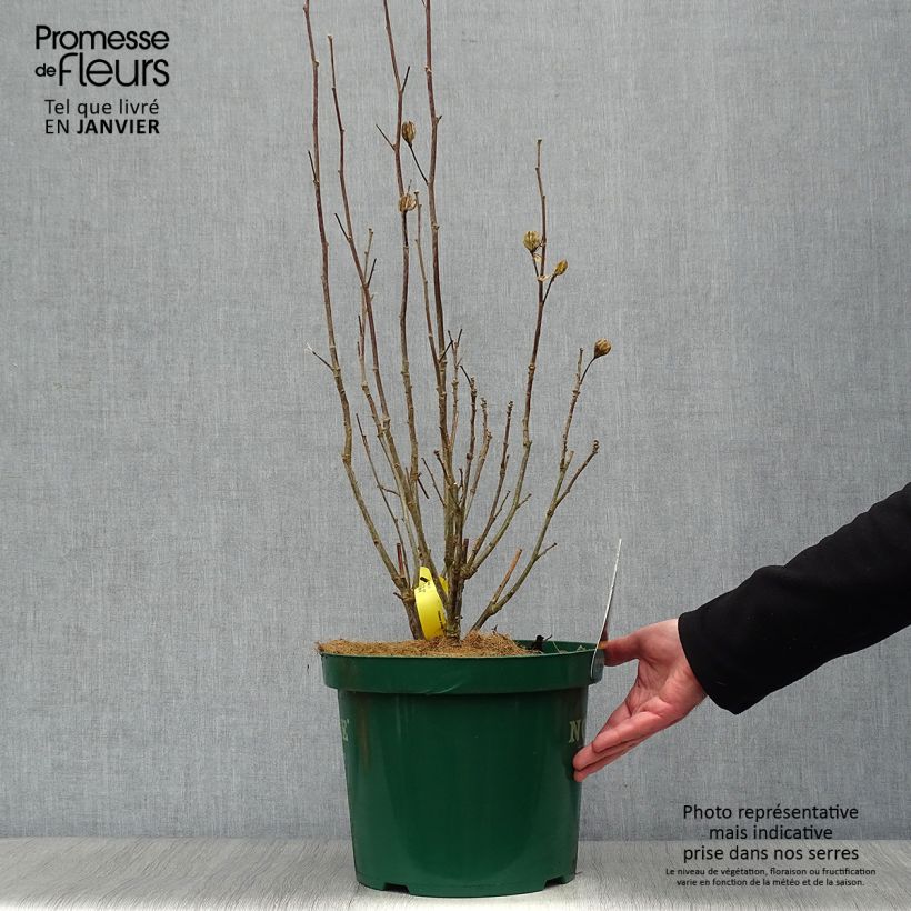 Spécimen de Hibiscus syriacus Lavender Chiffon - Althéa rose Pot de 6L/7L tel que livré en hiver