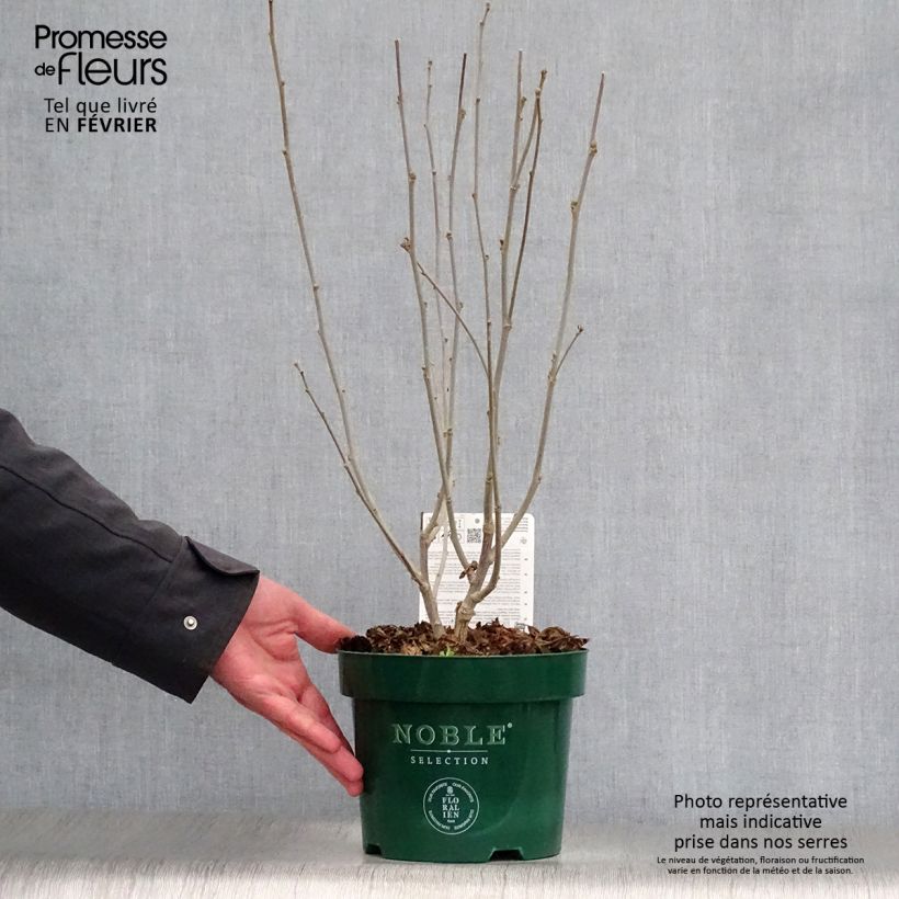 Spécimen de Hibiscus syriacus Magenta Chiffon - Althea double rose pourpre vif Pot de 3L/4L tel que livré en hiver