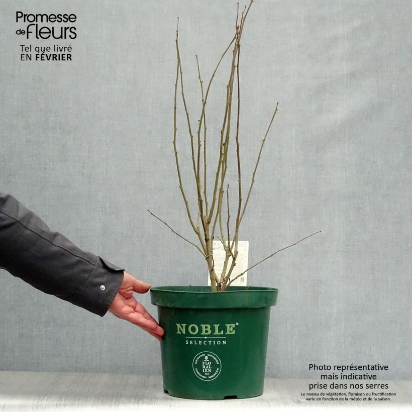 Spécimen de Hibiscus syriacus Magenta Chiffon - Althea double rose pourpre vif Pot de 6L/7L tel que livré en hiver