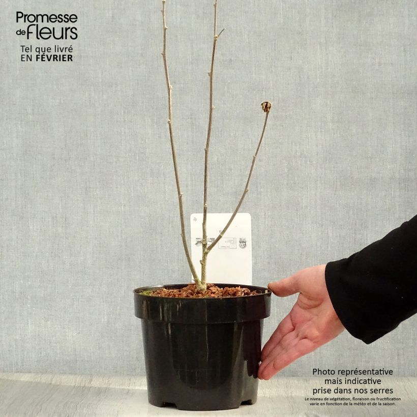 Spécimen de Hibiscus syriacus Oiseau Bleu (Marina) - Althéa bleu Pot de 2L/3L tel que livré en hiver