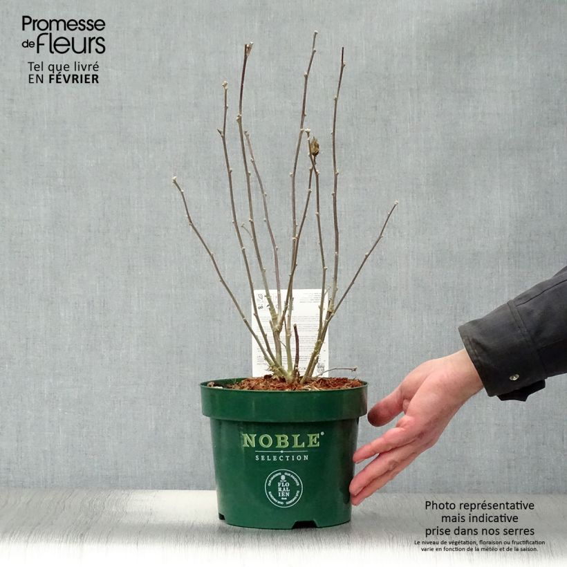 Spécimen de Hibiscus syriacus Pink Chiffon - Althéa semi-double rose pâle Pot de 3L/4L tel que livré en hiver