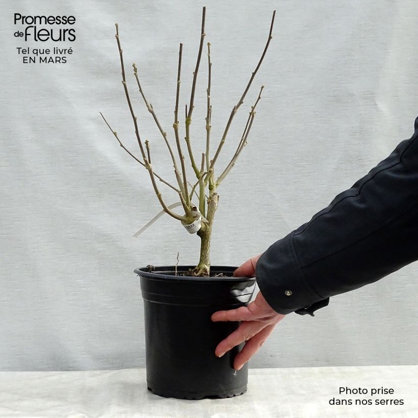 Spécimen de Hibiscus syriacus Pinky Spot - Althéa rose Pot de 4L/5L tel que livré au printemps