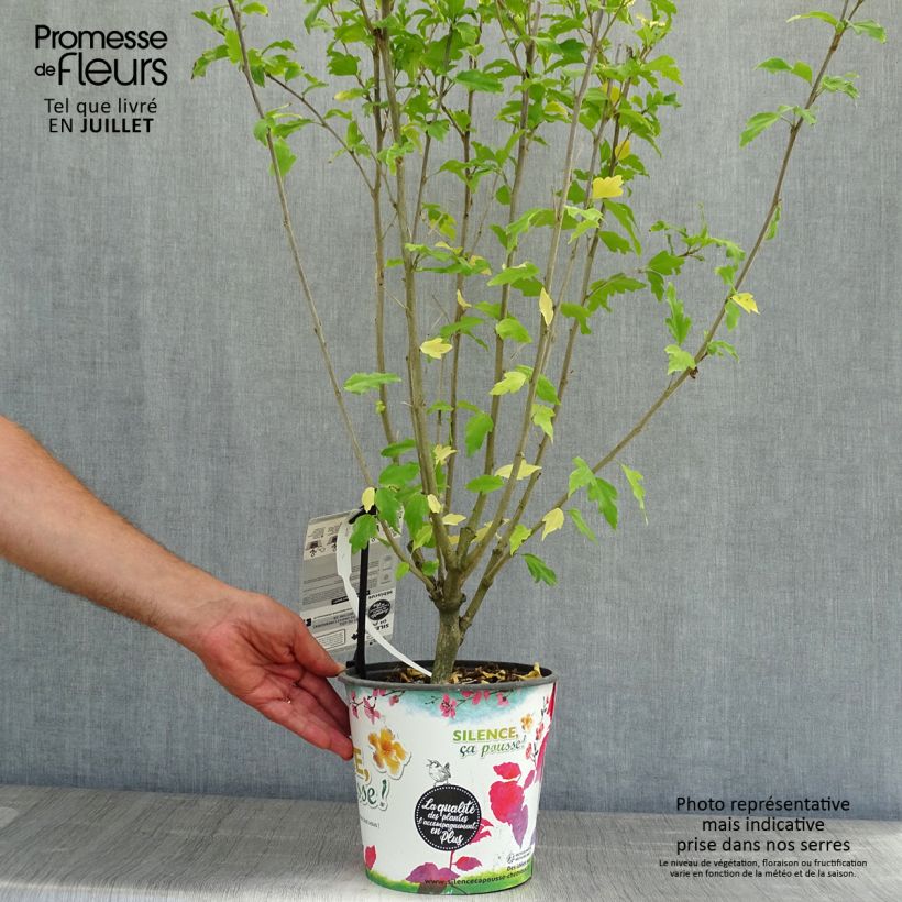 Spécimen de Hibiscus syriacus Pinky Spot - Althéa rose Pot de 4L/5L tel que livré en été