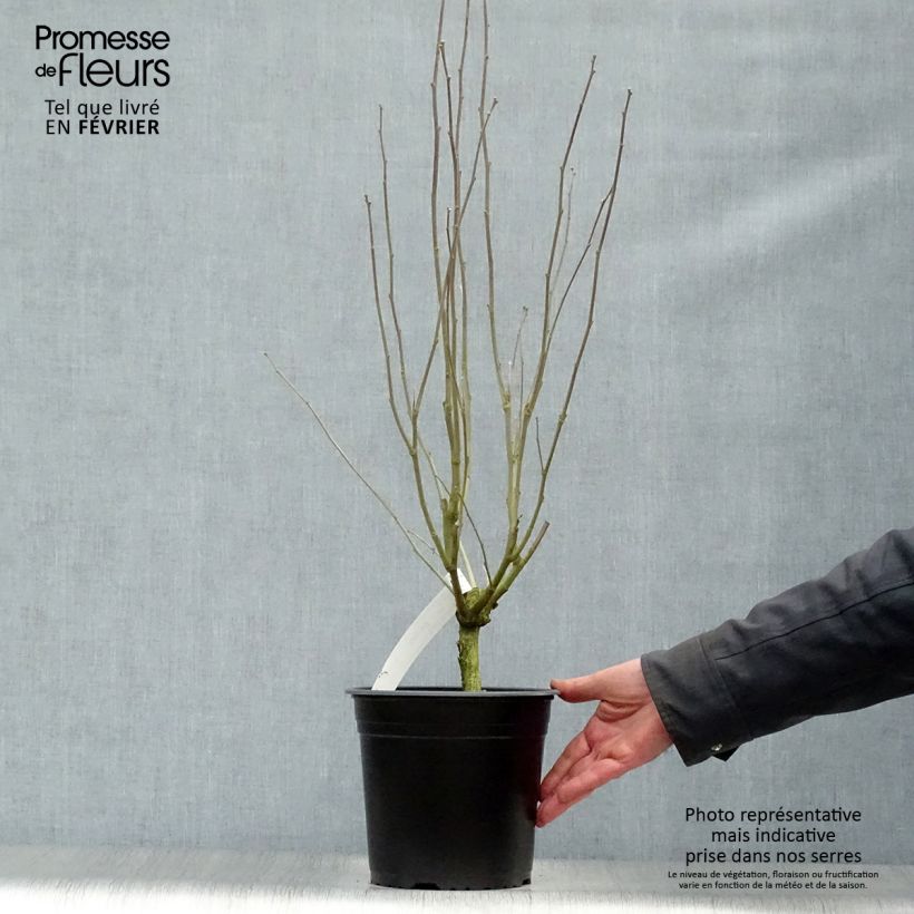 Spécimen de Hibiscus syriacus Pinky Spot - Althéa rose Pot de 4L/5L tel que livré en hiver