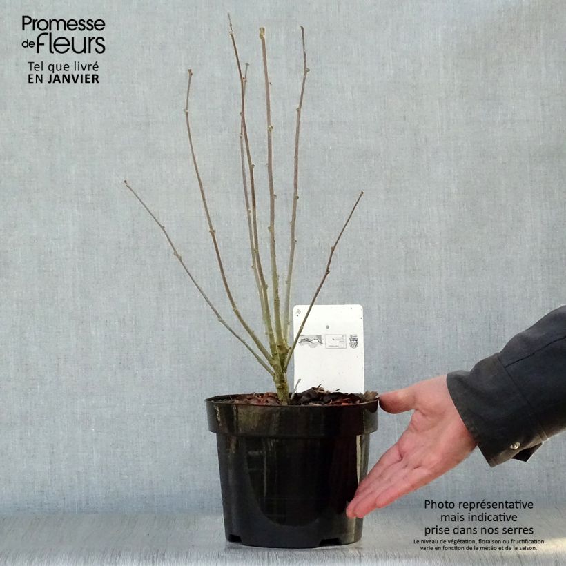 Spécimen de Hibiscus syriacus Purple Ruffles - Althea double pourpre Pot de 3L/4L tel que livré en hiver