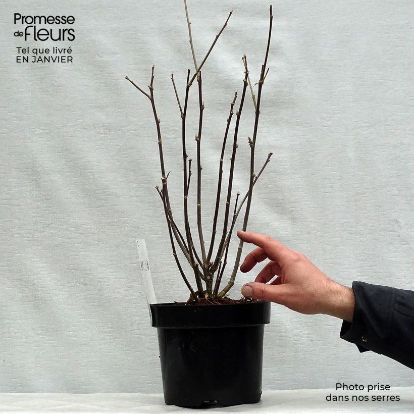 Spécimen de Hibiscus syriacus Shintaeyang - Althéa blanc à coeur rouge cerise Pot de 3L/4L tel que livré en hiver