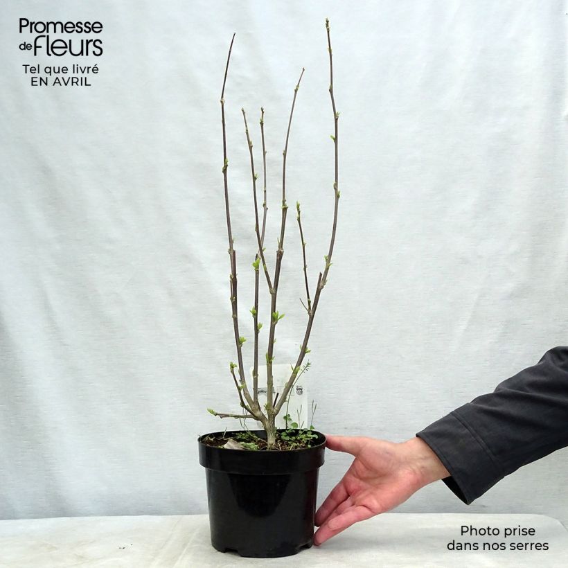 Spécimen de Hibiscus syriacus Shintaeyang - Althéa blanc à coeur rouge cerise Pot de 3L/4L tel que livré au printemps