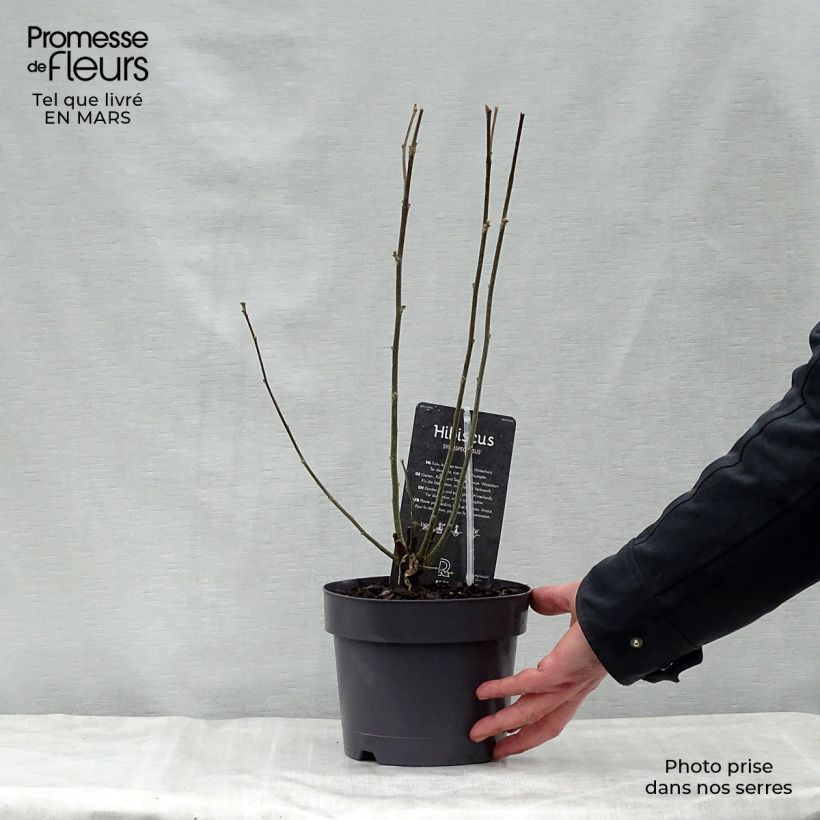 Hibiscus syriacus Speciosus - Rose of Sharon 2L/3L pot sample as delivered in spring