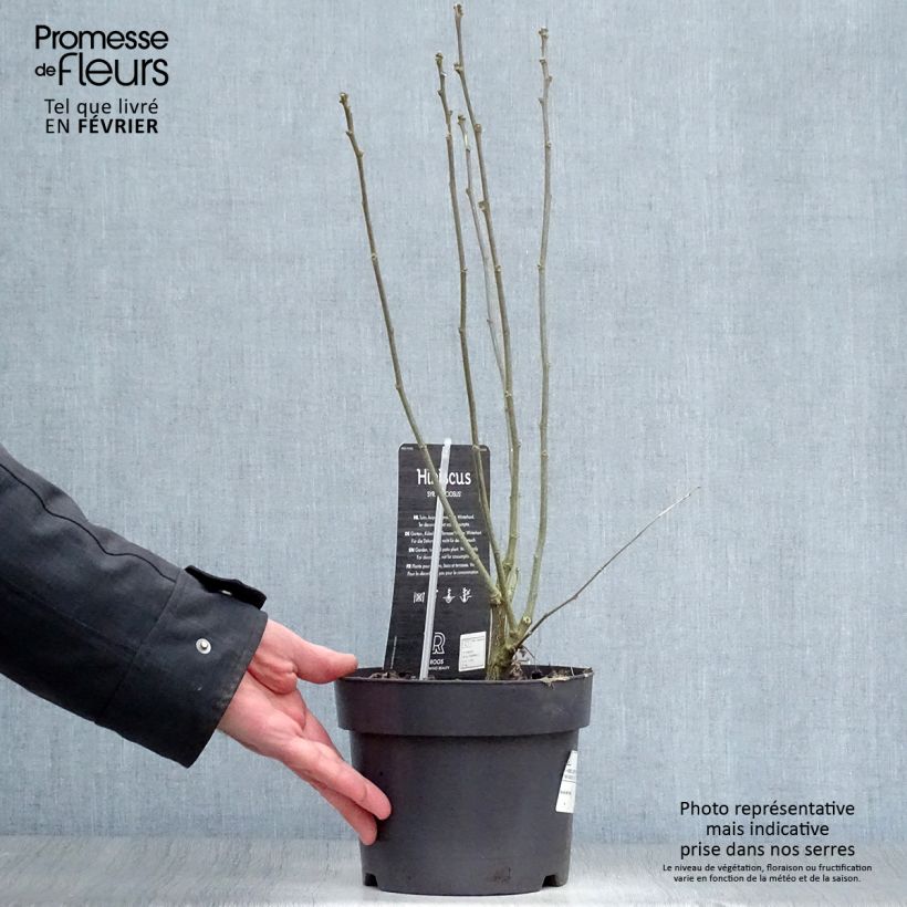 Spécimen de Hibiscus syriacus Speciosus - Althéa Pot de 2L/3L tel que livré en hiver