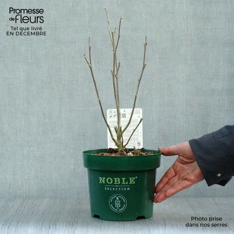 Spécimen de Hibiscus syriacus Starburst Chiffon - Althéa  Pot de 3L/4L tel que livré en hiver