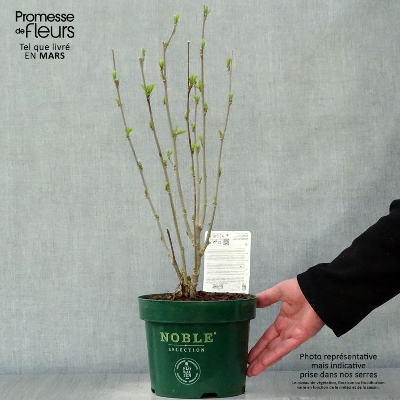 Spécimen de Hibiscus syriacus Starburst Chiffon - Althéa  Pot de 3L/4L tel que livré au printemps