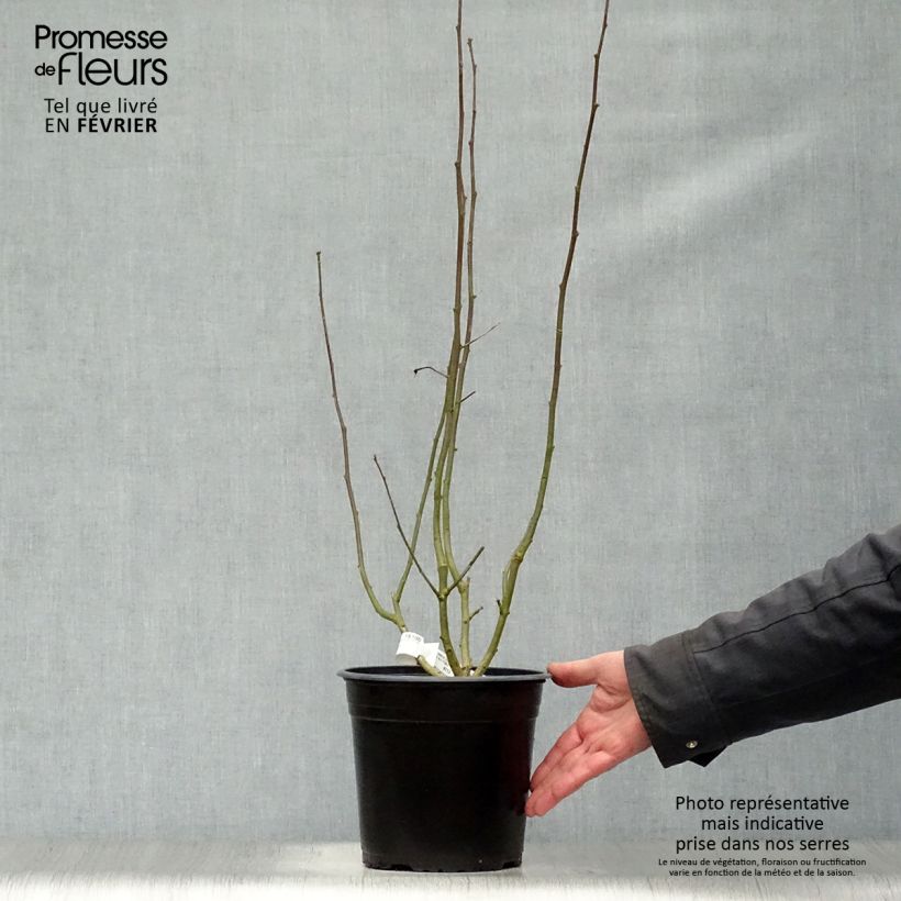 Spécimen de Hibiscus syriacus Sup'Heart - Althéa à grosses fleurs Pot de 3L/4L tel que livré en hiver