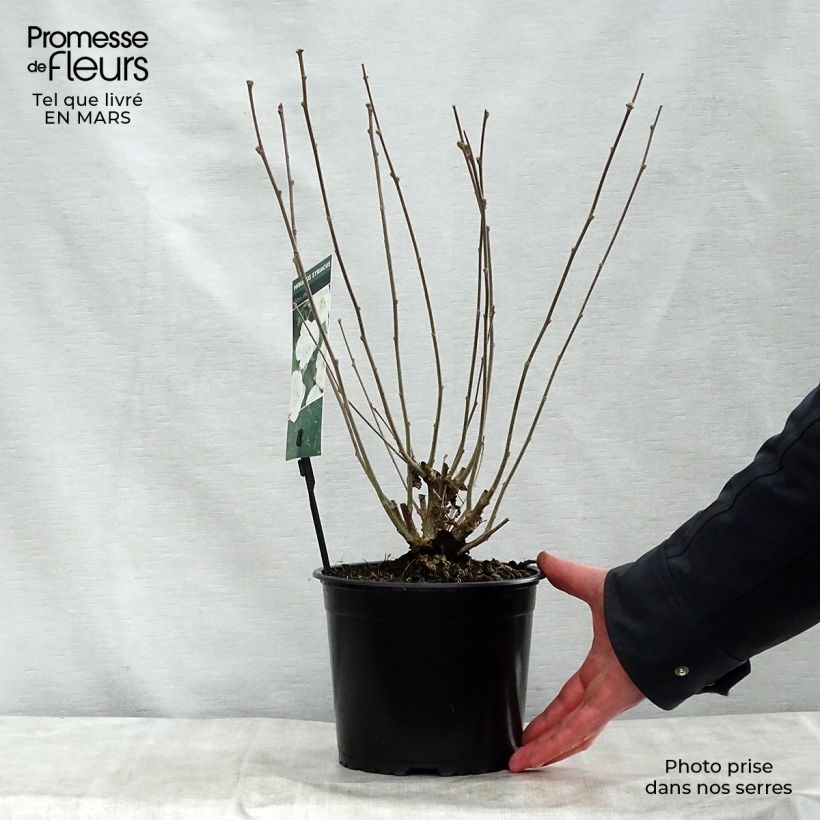 Hibiscus syriacus Totus Albus - Ibisco Vaso da 2L/3L esemplare consegnato in primavera