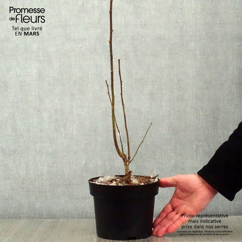 Spécimen de Hibiscus syriacus Totus Albus - Althéa blanc pur. Pot de 2L/3L tel que livré en hiver