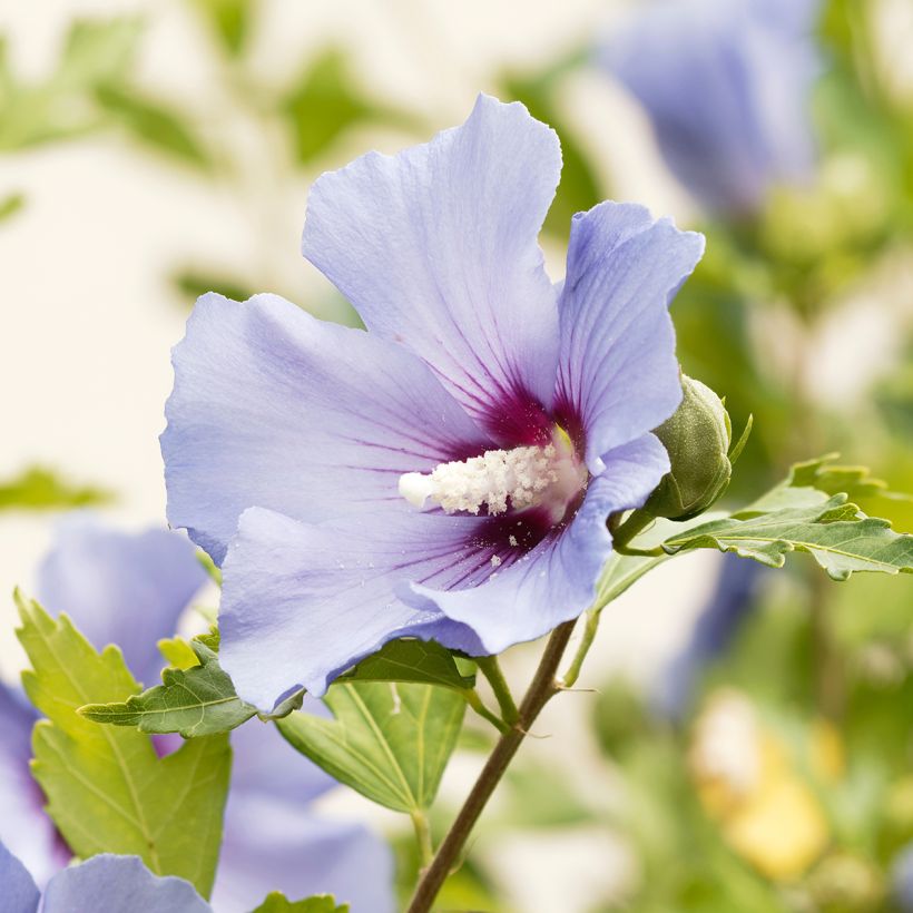 Hibiscus syriacus Ultramarine - Althéa bleu (Floraison)