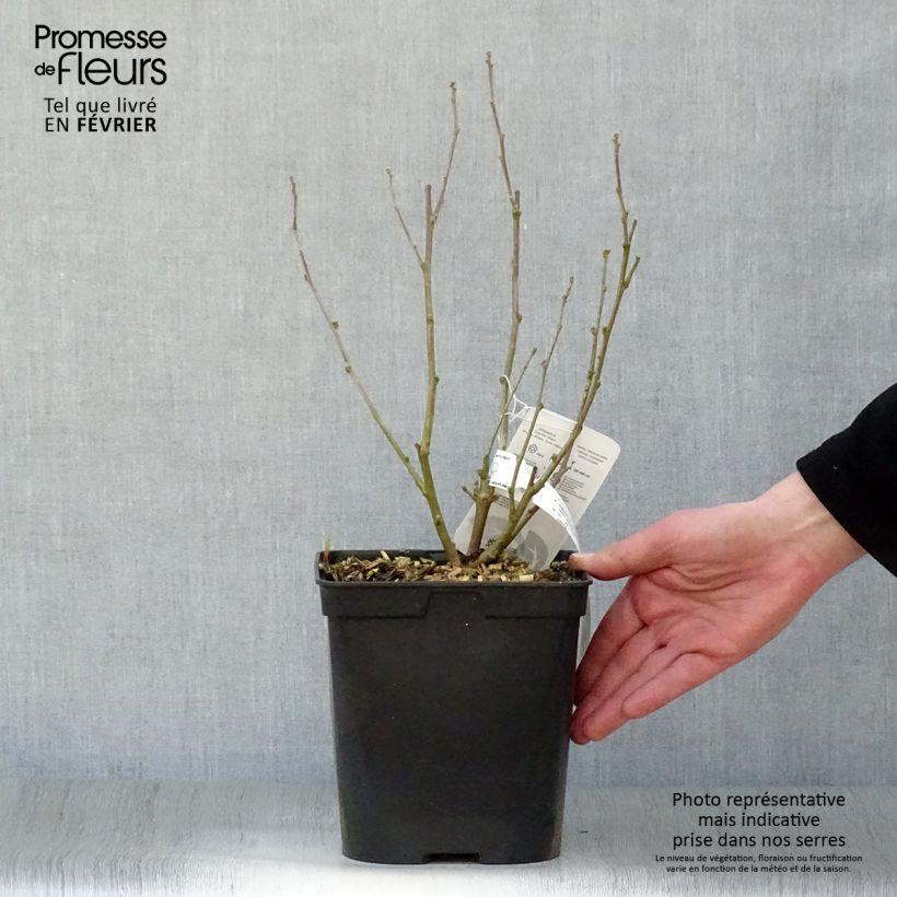 Spécimen de Hibiscus syriacus Ultramarine - Althéa bleu Pot de 3L/4L tel que livré en hiver