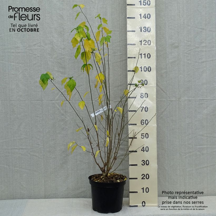 Spécimen de Hibiscus syriacus Ultramarine - Althéa bleu Pot de 7,5L/10L tel que livré en automne