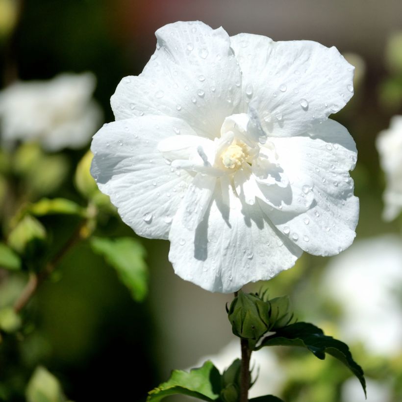 Hibiscus syriacus White Chiffon - Althéa blanc double (Floraison)