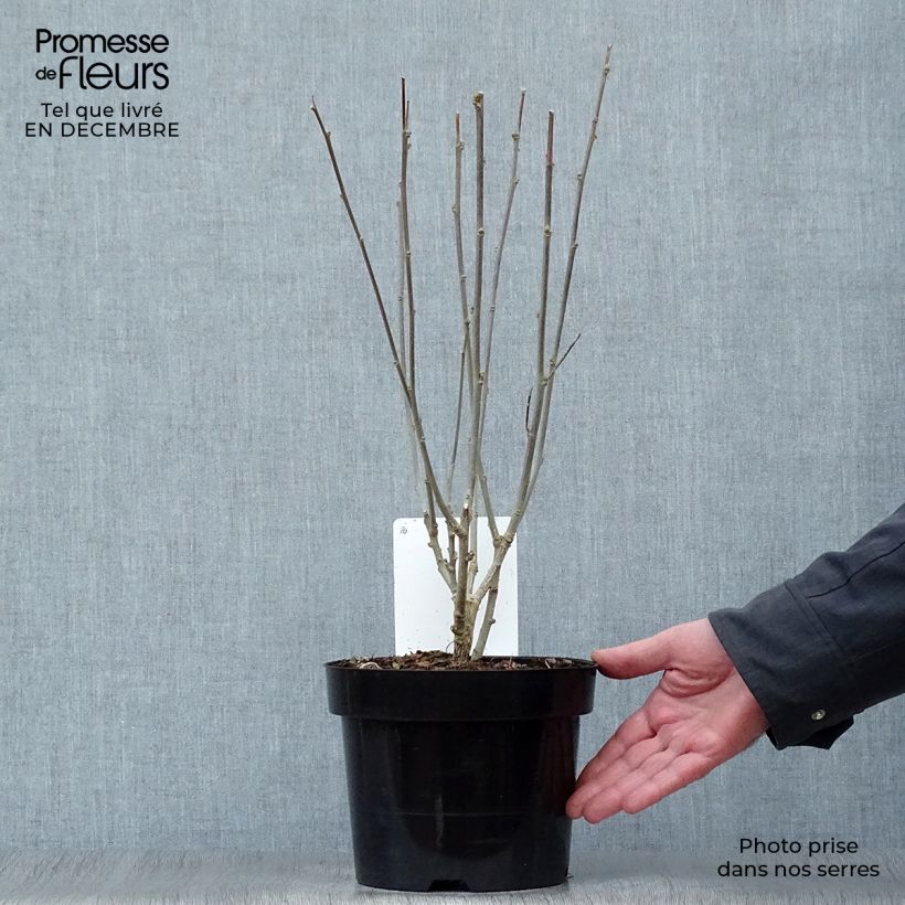 Spécimen de Hibiscus syriacus Woodbridge  Pot de 2L/3L tel que livré en hiver