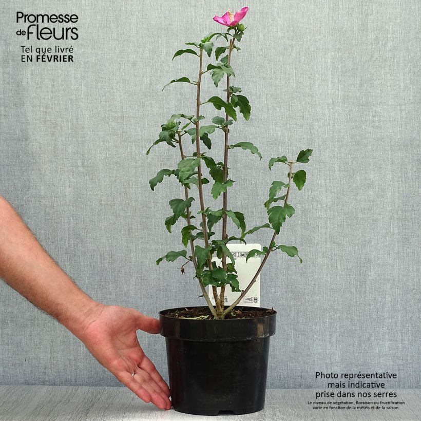 Spécimen de Hibiscus syriacus Woodbridge  Pot de 2L/3L tel que livré en automne