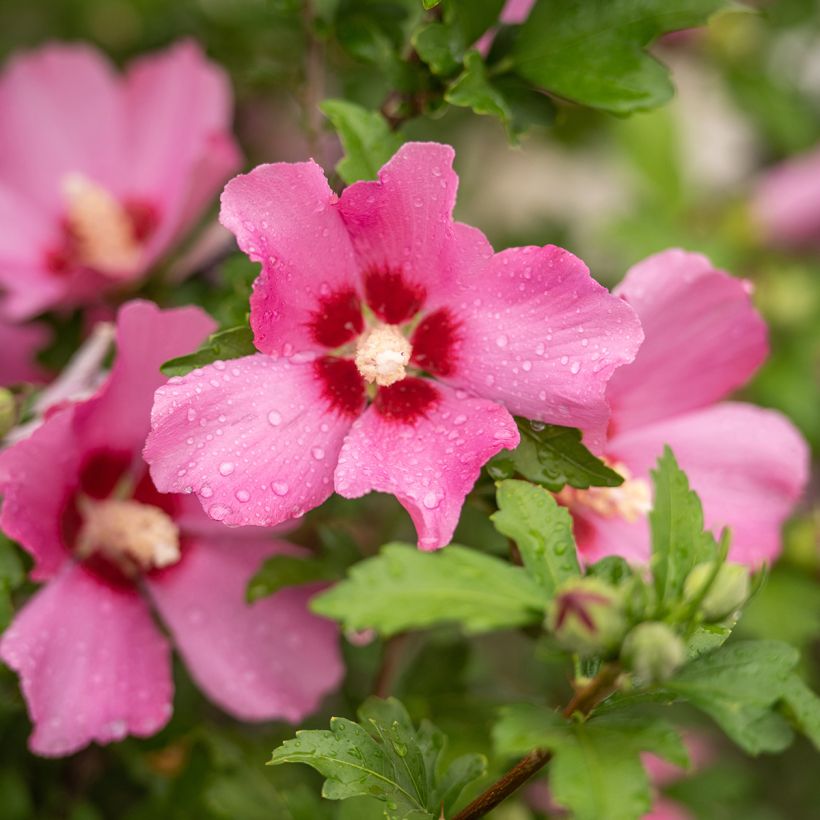 Hibiscus syriacus Woodbridge (Floraison)
