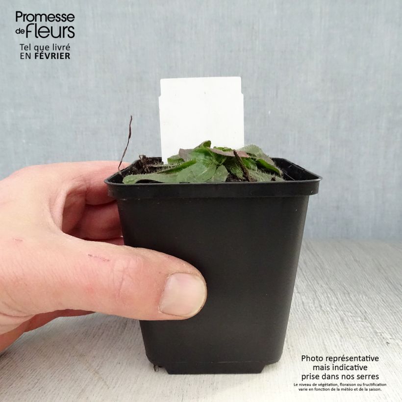 Spécimen de Hieracium aurantiacum - Epervière Godet de 8/9 cm tel que livré en hiver