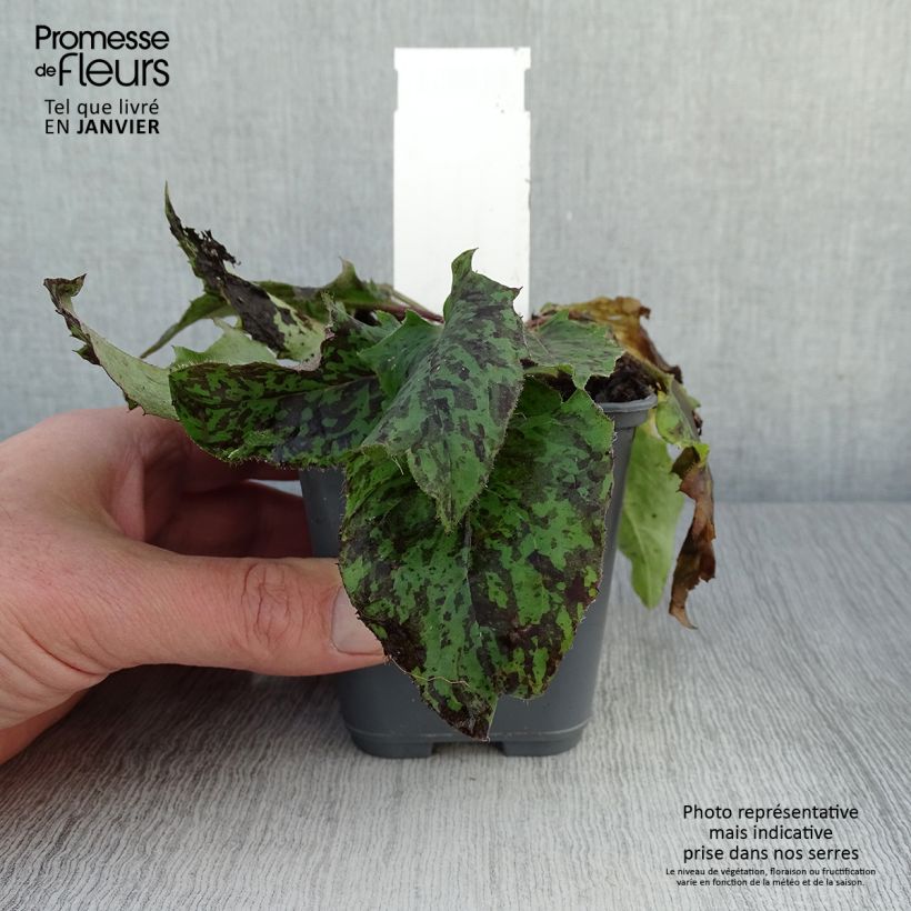 Spécimen de Hieracium maculatum - Epervière tachée Godet de 8/9 cm tel que livré en hiver