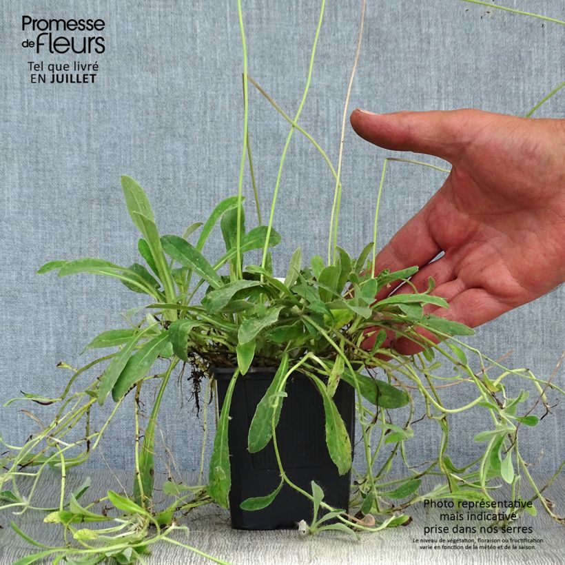 Spécimen de Hieracium pilosella - Epervière Godet de 8/9 cm tel que livré en été