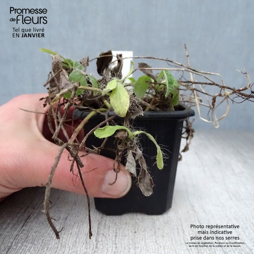 Spécimen de Hieracium pilosella - Epervière Godet de 8/9 cm tel que livré en hiver