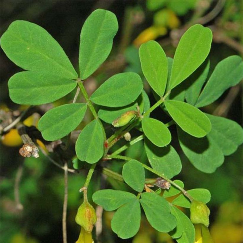 Coronilla emerus (Hippocrepis) - Coronille des jardins (Feuillage)