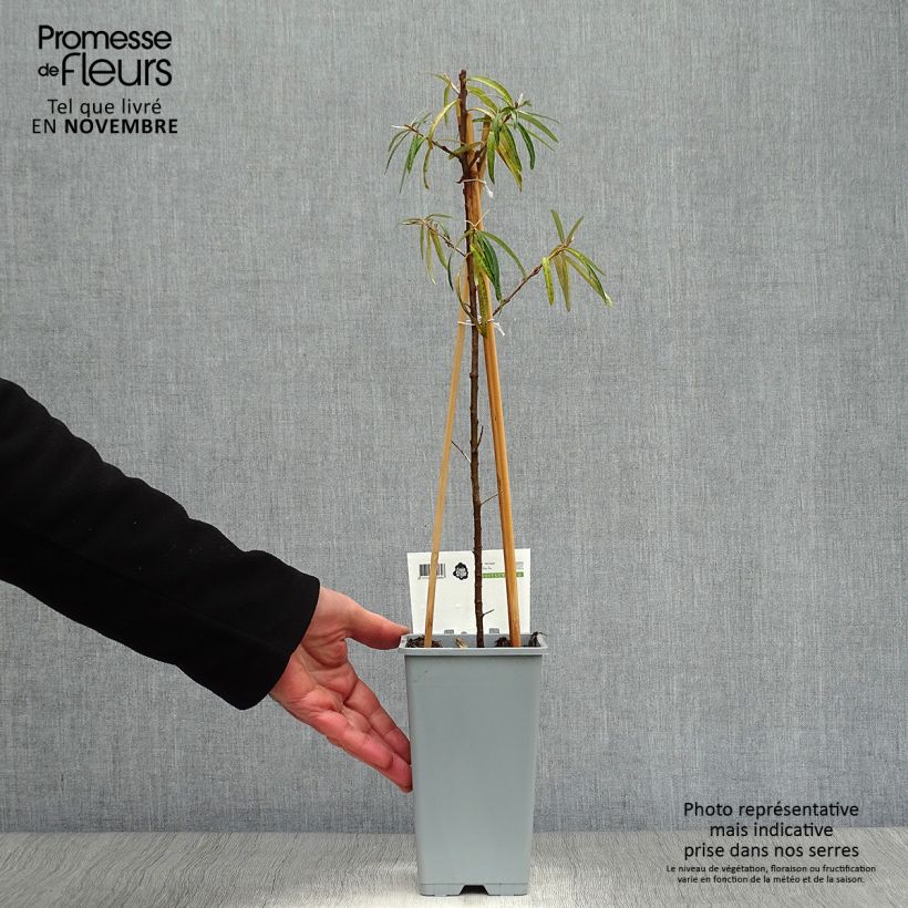 Spécimen de Hippophae rhamnoides Friesdorfer Orange - Argousier Pot de 1,5L/2L tel que livré en automne