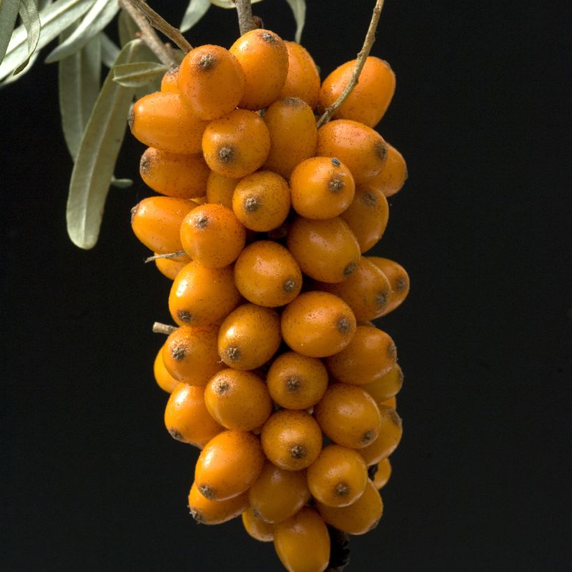 Hippophae rhamnoides Leikora - Argousier femelle (Récolte)