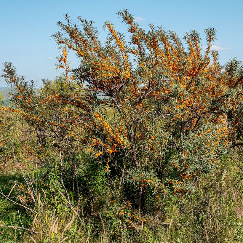 Hippophae rhamnoides Orange Energy - Argousier  (Port)