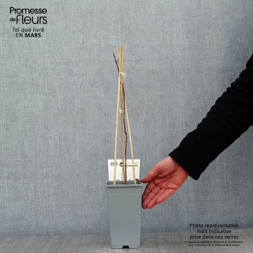 Spécimen de Hippophae rhamnoides Pollmix - Argousier Pot de 1,5L/2L tel que livré en hiver